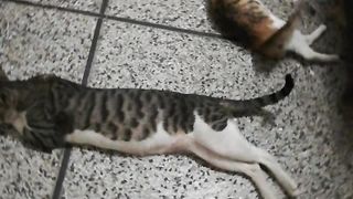Kaalu miyan and shony