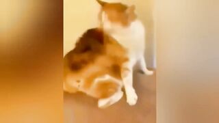 Very cute animals 2