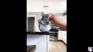 Cute Pets Funny Animals Compilation