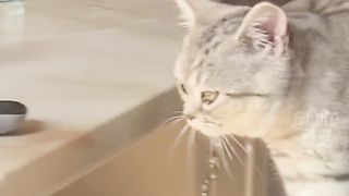 猫：无所谓，我会出丑