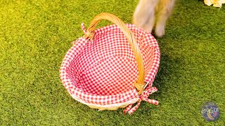 Save This Tiny Cat | Secret Hacks for Pet Owners!