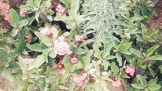 Flower and Plants