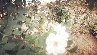 White Rose Pakistan