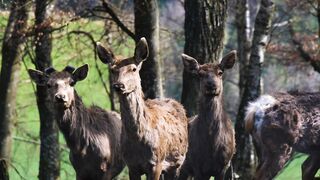 Forest goats