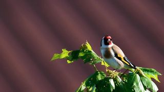 Nice bird 5