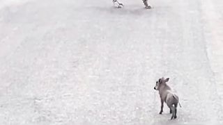 WARTHOG IN TROUBLE