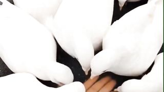 prank with pigeons