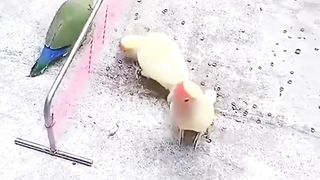 parrots playing game
