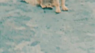 Yah Ek beautiful dog hai jo ki Pakistani hai