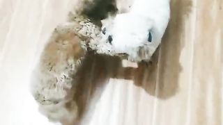 Cute Dog 10