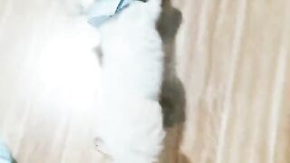 Cute Dog 11