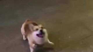 Funniest Animal ????