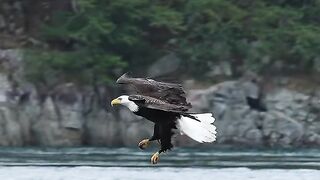 An eagle grab a fish and eat live in mid air! Hunger is hard