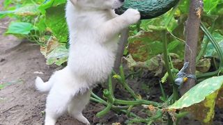 Dog Eating Vegetables