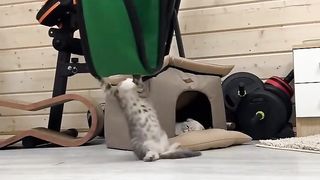 Funny Cat Videos  ???? - Best ????????
