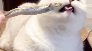 Cute and loving kittens, who can't stop them from getting excited