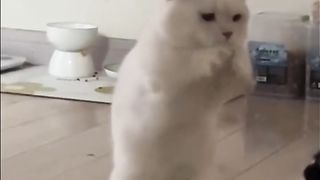 The movements of the kitten combined with this BGM are really amazing