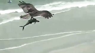 Eagle Flying & Holding a Shark