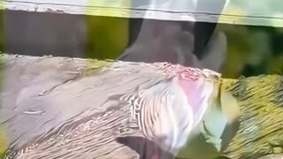 Birds lovely dance