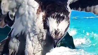 Eagle and the best mood