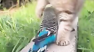 cat vs parrot