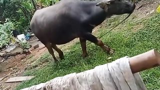 animals 8