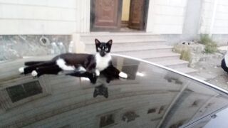 Very funny cat video febspot