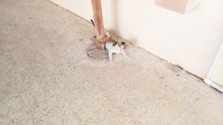 Funny tabby cat