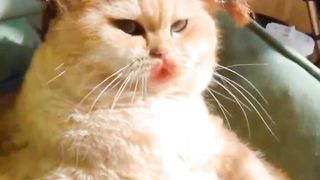 Scared the hell out of the baby cat