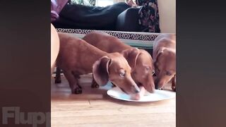 Funniest DOGS that will make you LAUGH! ????
