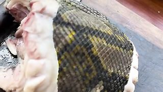 COOKING SNAKE
