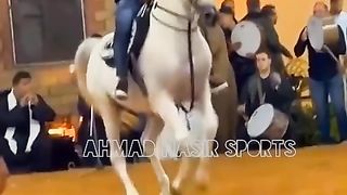 #horseshorts#beautiful#horse#shorts#wild#shorts#wild#animals#horses shortsbest#horse#shorts#youtube 3