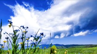 grassland