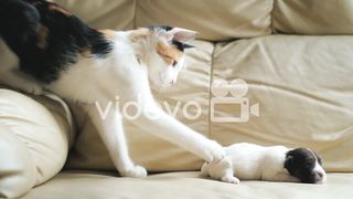Cat & puppy