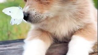 Amazing Puppy #respect  #virl