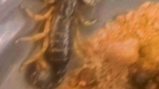 Scorpion ???? AA gya , support me brothers ????