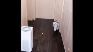 Dog and Cat Reaction to Toy - Funny Dog & Cat Toy Reaction Compilation 2