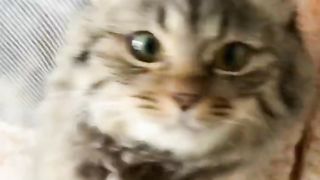 Funniest Cats Compilation ???? Cute Cats to Make You Smile! ????