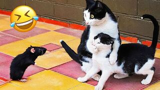 Funny Animal Videos 2023 ???? - Funniest Dogs and Cats Videos ???? #10