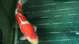 harga ikan koi Kohaku dipelelangan jepang