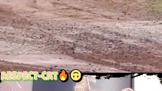 respect Bro cat look videos