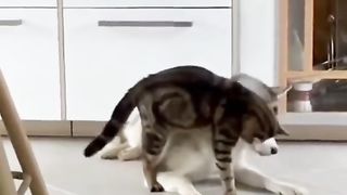 Funny Animals short
