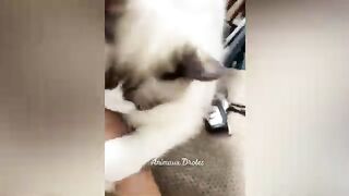 Très drôle ses animaux