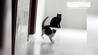 全网最倒霉的猫咪
