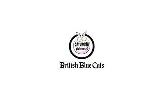 Cat Kittens Playing Basketball ???? British Shorthair Kittens Playing Funny! Funniest Cat Videos!