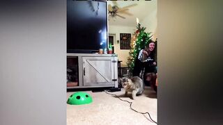Compilation #17 ???????? #funnypetsvideos #petslove #petslife #cat #dog #pets #cute #puppies #animals