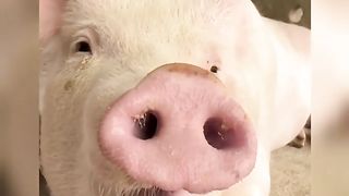 funny Animals Funny Cats and Dogs Funniest Videos 31
