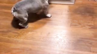 JOKE COMPILATION #56