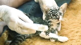 penyakit kucing - cats funny