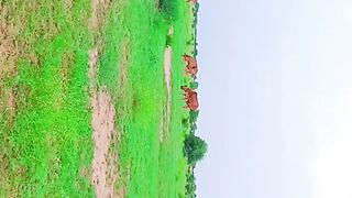 Rohi view 2